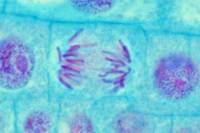 Cellule de racine d'Ail  en mitose - anaphase x 600